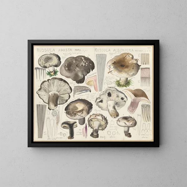 Russule aduste Russule albonigra - Hans Baldung — gerahmtes Bild an der Wand