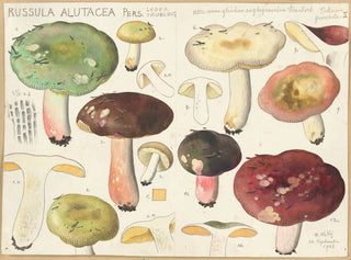 Hans Walty - Russula alutacea Pers.webp