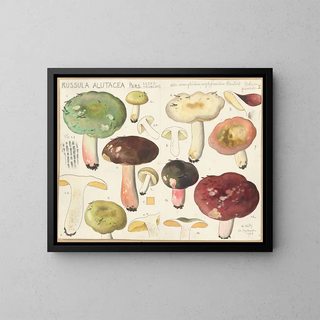 Hans Walty - Russula alutacea Pers.webp