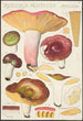 Russula alutacea Persoon - Hans Baldung — Ansicht des Kunstwerks