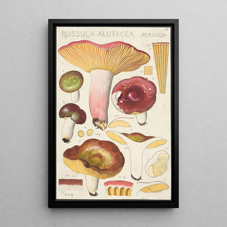 Hans Walty - Russula alutacea Persoon.webp