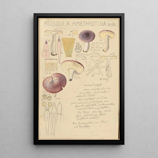 Russula amethystina - Hans Baldung — gerahmtes Bild an der Wand