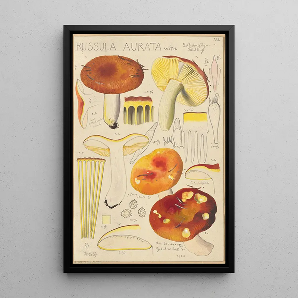 Russula aurata - Hans Baldung — gerahmtes Bild an der Wand