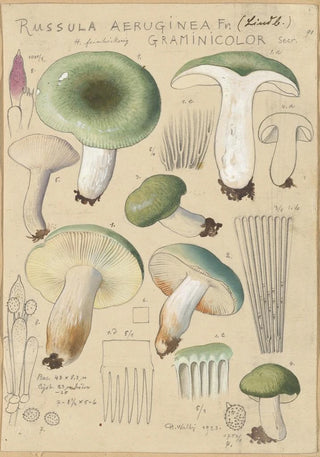 Hans Walty - Russula aureginea.webp