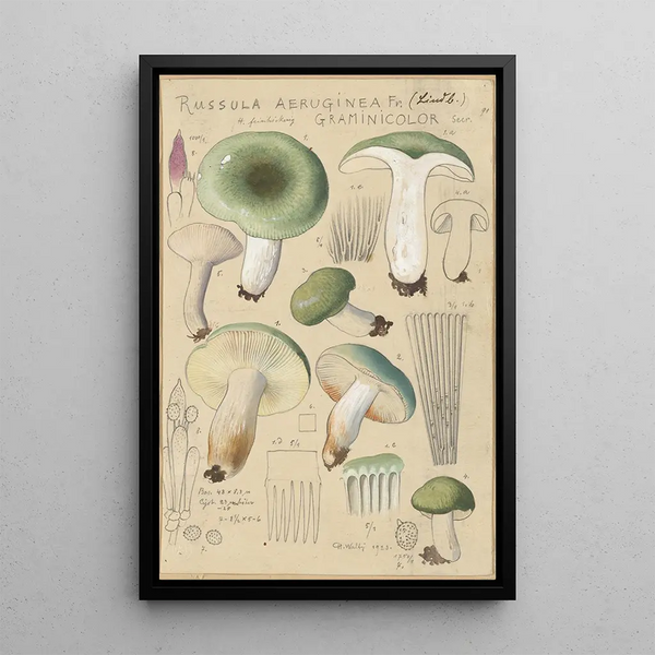 Russula aureginea - Hans Baldung — gerahmtes Bild an der Wand