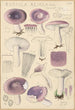 Russula azurea - Hans Baldung — Ansicht des Kunstwerks