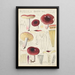 Russula badia - Hans Baldung — gerahmtes Bild an der Wand