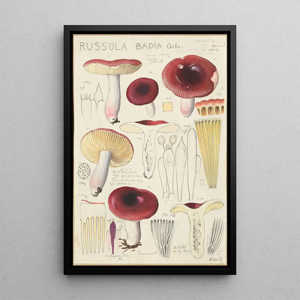 Russula badia - Hans Baldung — gerahmtes Bild an der Wand