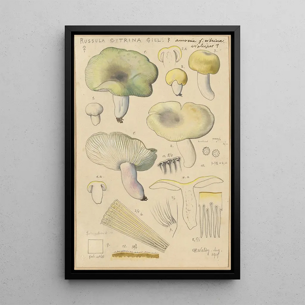 Russula citrina Gill - Hans Baldung — gerahmtes Bild an der Wand