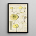 Russula citrina - Hans Baldung — gerahmtes Bild an der Wand