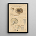 Russula consobrina var sororia - Hans Baldung — gerahmtes Bild an der Wand