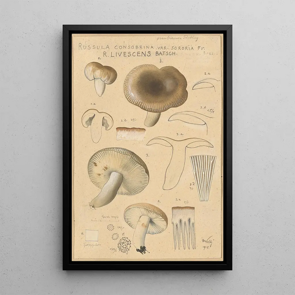 Russula consobrina var sororia - Hans Baldung — gerahmtes Bild an der Wand