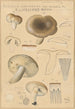 Russula consobrina var sororia - Hans Baldung — Ansicht des Kunstwerks
