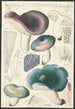 Russula cyanoxantha Schaeffer - Hans Baldung — Ansicht des Kunstwerks