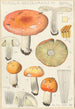 Russula decolorans - Hans Baldung — Ansicht des Kunstwerks