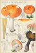 Russula decolorans Fr - Hans Baldung — Ansicht des Kunstwerks