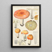 Russula decolorans - Hans Baldung — gerahmtes Bild an der Wand