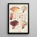 Russula depallens - Hans Baldung — gerahmtes Bild an der Wand