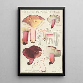 Hans Walty - Russula depallens.webp