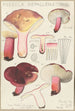 Russula depallens - Hans Baldung — Ansicht des Kunstwerks