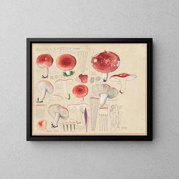 Russula emetica - Hans Baldung — gerahmtes Bild an der Wand