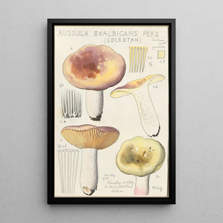 Hans Walty - Russula exalbicans.webp