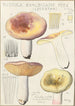 Russula exalbicans - Hans Baldung — Ansicht des Kunstwerks