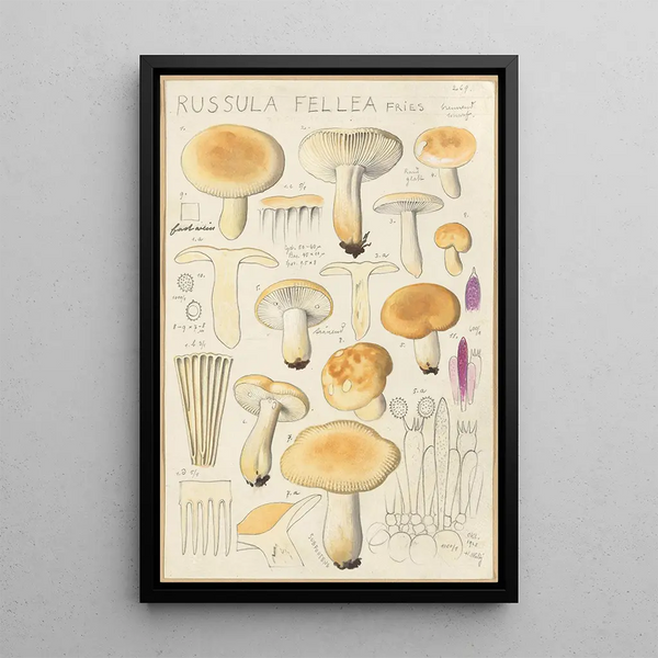 Russula fellea - Hans Baldung — gerahmtes Bild an der Wand