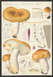 Russula foetens Pers - Hans Baldung — Ansicht des Kunstwerks