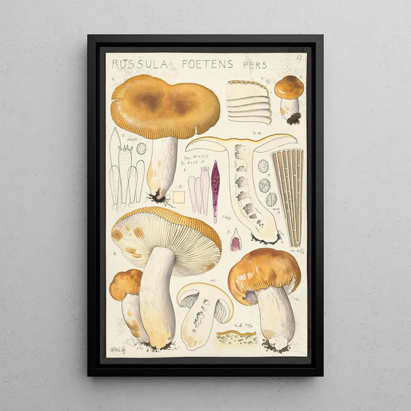 Russula foetens Pers - Hans Baldung — gerahmtes Bild an der Wand