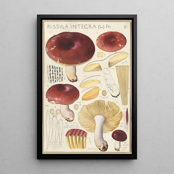 Russula integra - Hans Baldung — gerahmtes Bild an der Wand