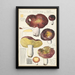 Russula integra L Forma montana - Hans Baldung — gerahmtes Bild an der Wand