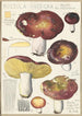 Russula integra L Forma montana - Hans Baldung — Ansicht des Kunstwerks