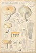 Russula lactea - Hans Baldung — Ansicht des Kunstwerks