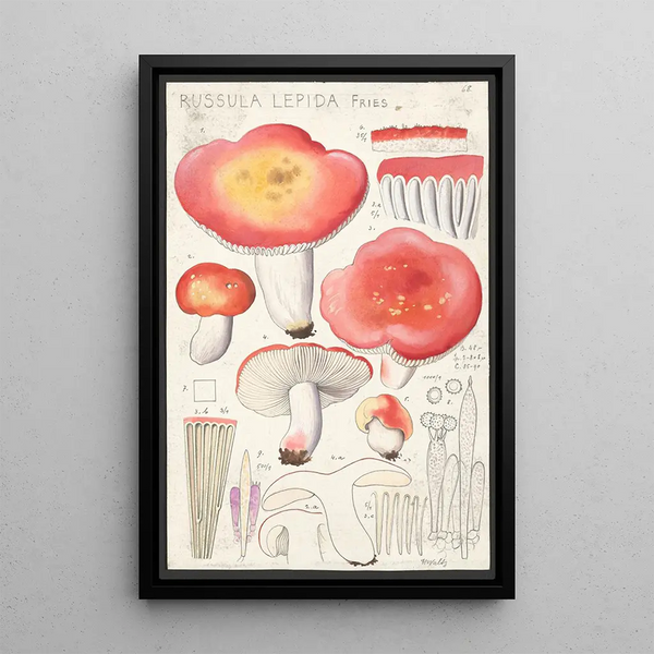 Russula lepida Fries - Hans Baldung — gerahmtes Bild an der Wand