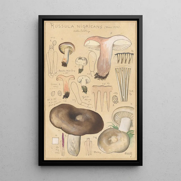 Russula nigricans - Hans Baldung — gerahmtes Bild an der Wand