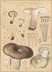 Russula nigricans - Hans Baldung — Ansicht des Kunstwerks