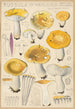 Russula ochroleuca - Hans Baldung — Ansicht des Kunstwerks