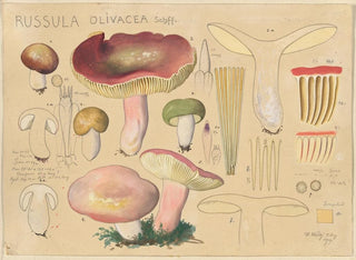 Russula olivacea - Hans Baldung — Ansicht des Kunstwerks