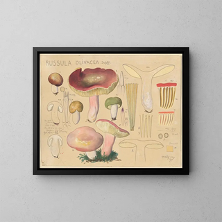 Russula olivacea - Hans Baldung — gerahmtes Bild an der Wand