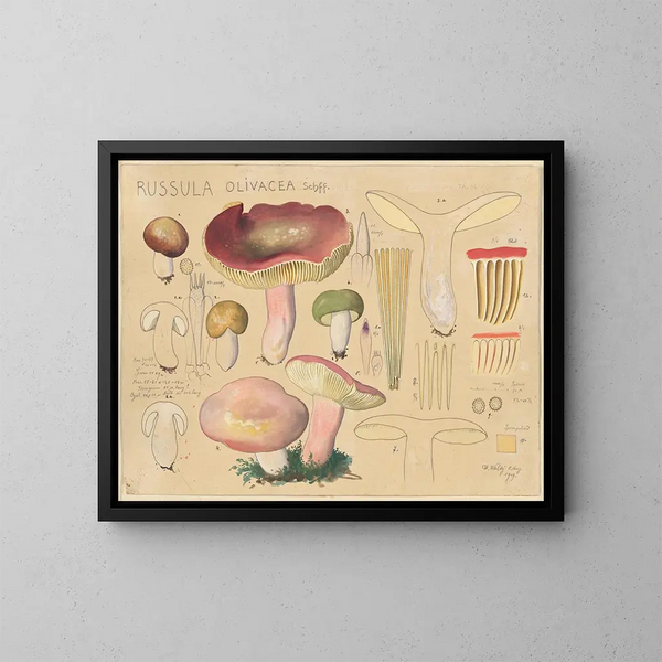 Russula olivacea - Hans Baldung — gerahmtes Bild an der Wand