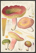 Russula olivacea schff - Hans Baldung — Ansicht des Kunstwerks