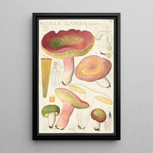Russula olivacea schff - Hans Baldung — gerahmtes Bild an der Wand