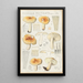 Russula pectinata - Hans Baldung — gerahmtes Bild an der Wand