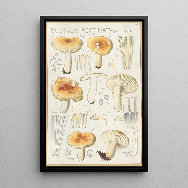 Russula pectinata - Hans Baldung — gerahmtes Bild an der Wand