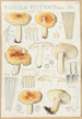 Russula pectinata - Hans Baldung — Ansicht des Kunstwerks