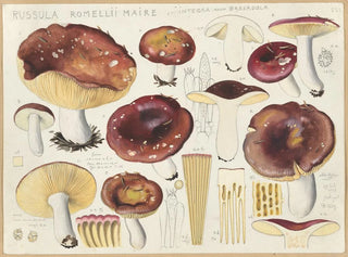 Russula romellii - Hans Baldung — Ansicht des Kunstwerks