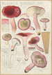 Russula rosacea - Hans Baldung — Ansicht des Kunstwerks