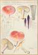 Russula sardonia - Hans Baldung — Ansicht des Kunstwerks