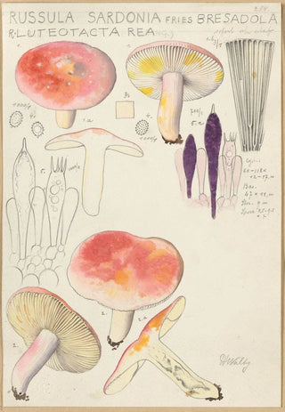 Hans Walty - Russula sardonia.webp